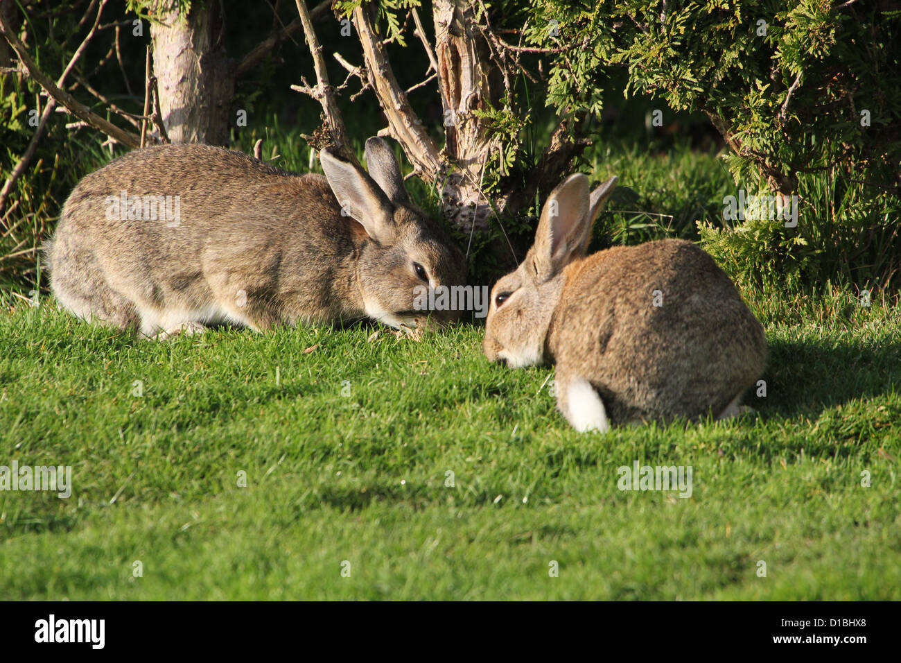 Paire de lapins sauvages Européen (Oryctolagus cuniculus) mange de l'herbe dans un pré Banque D'Images