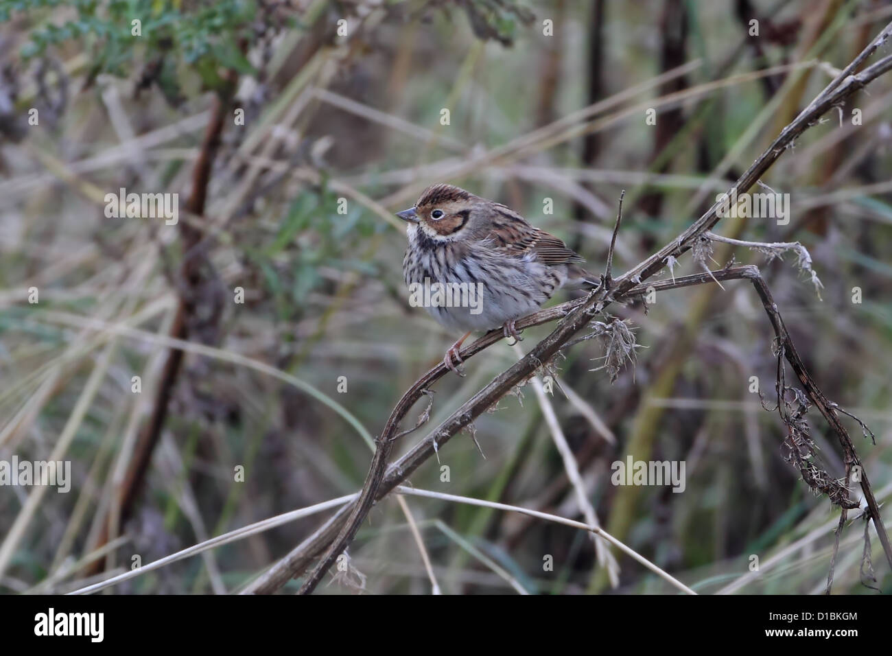 Peu (Emberiza pusilla) Banque D'Images