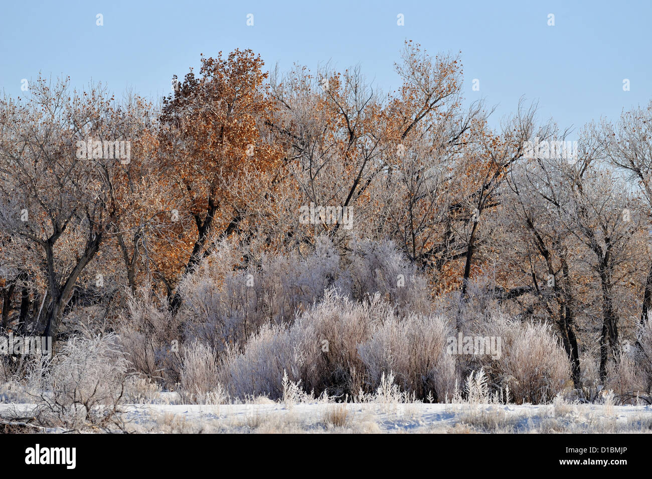 Des arbres cottonwood dépoli, NWR Bosque del Apache, New Mexico, USA Banque D'Images