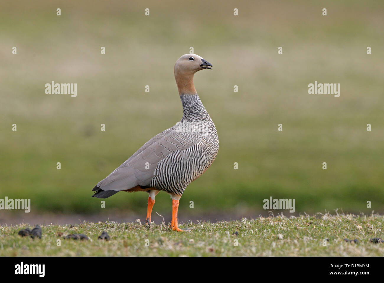 Ouette à tête rousse sur l'Île Saunders Banque D'Images