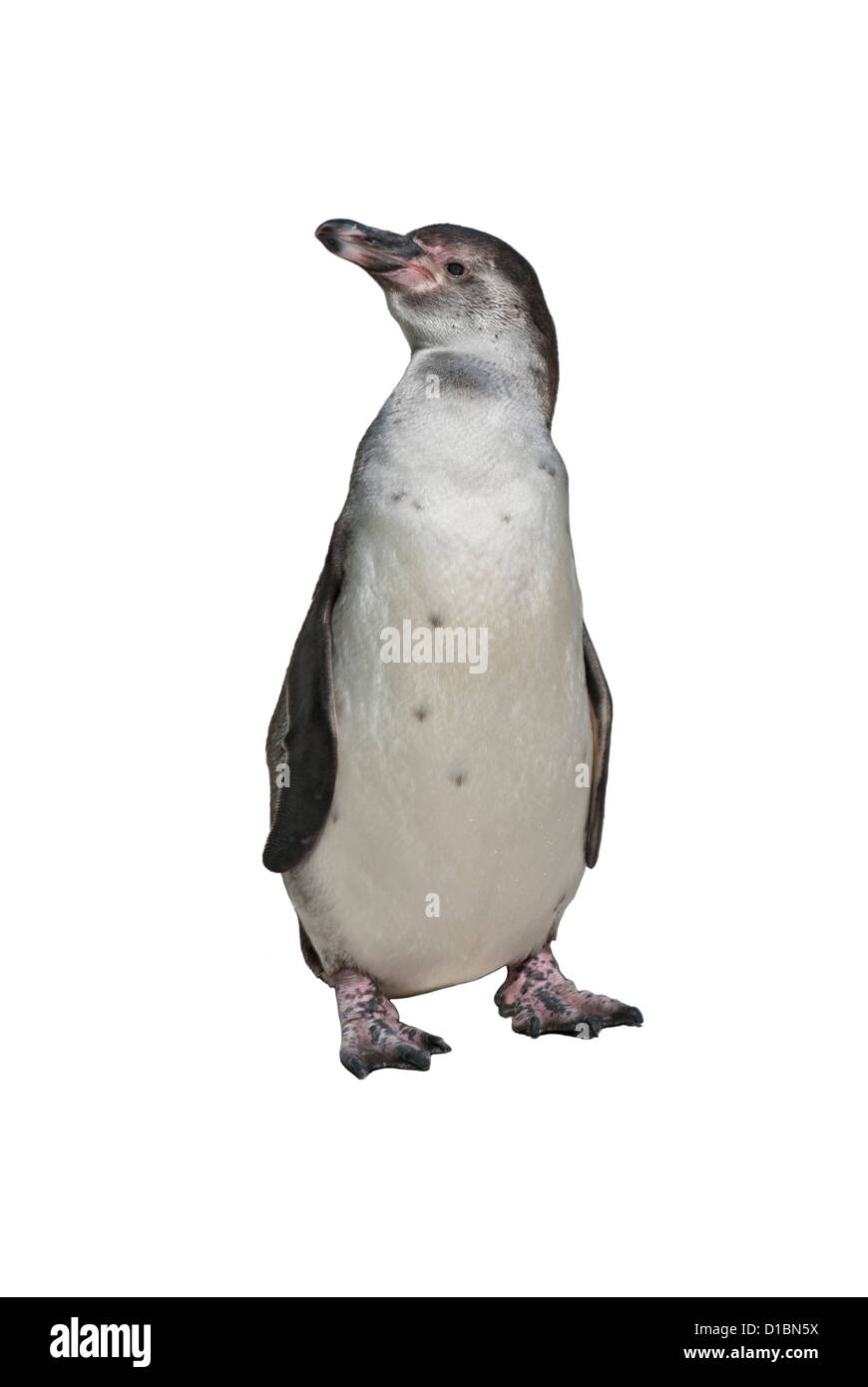 Manchot de Humboldt (Spheniscus humboldti), ou pingouin, ou Patranca péruvienne, un sud-américain penguin, isolé sur blanc backgroun Banque D'Images