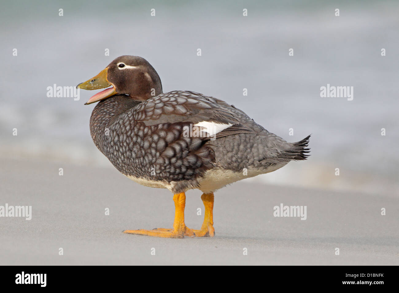 Falkland Island femelle Canard vapeur Aptère Banque D'Images