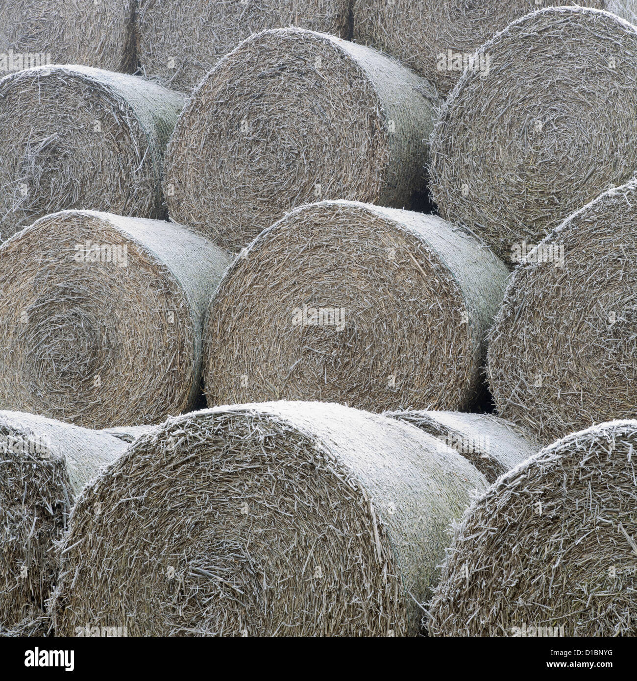 Balles de foin gelé au milieu de l'hiver. Banque D'Images