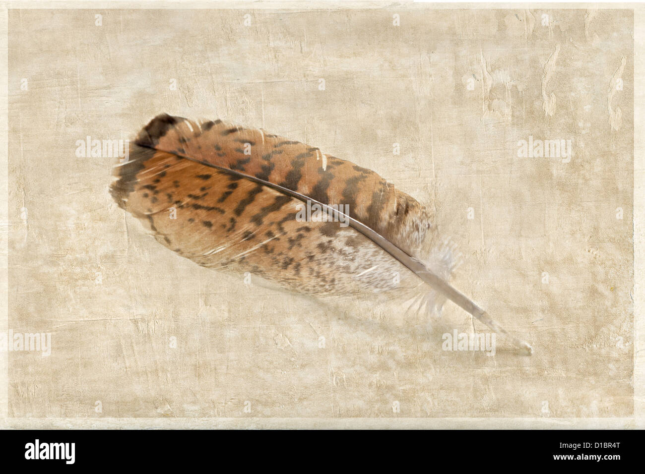 Plume d'aigle avec fond texturé, Banque D'Images
