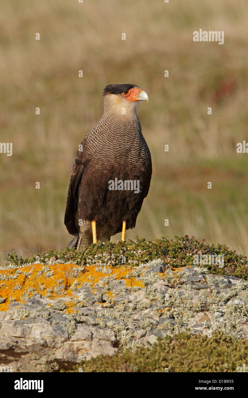 Des profils ou Caracara huppé perché sur un rocher sur l'île de la carcasse Banque D'Images
