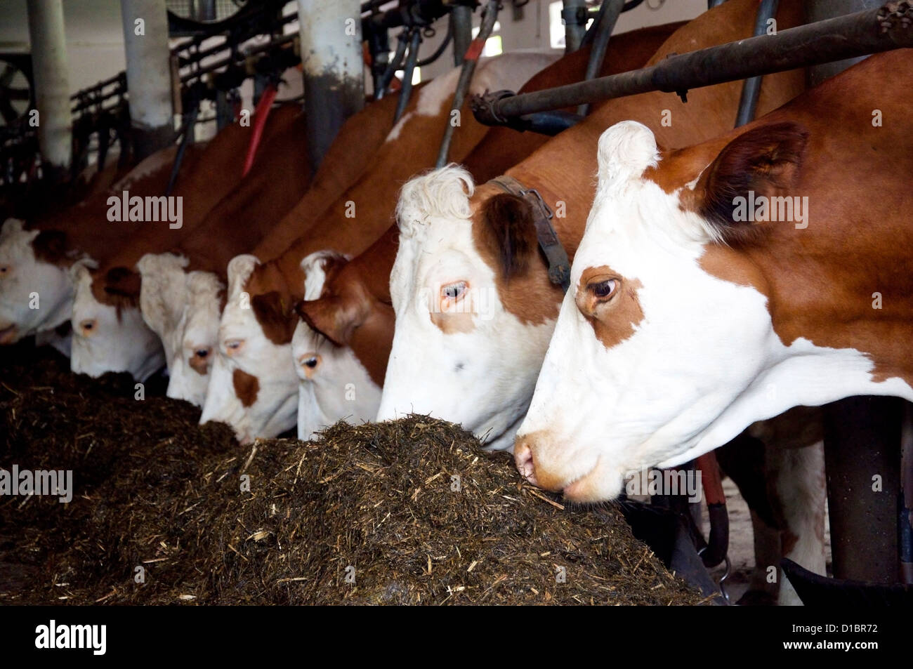 L'alimentation des vaches dans une grange Banque D'Images