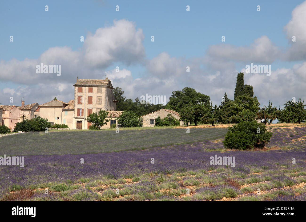 Champ de lavande en Provence, dans le sud de la France à Villars Banque D'Images
