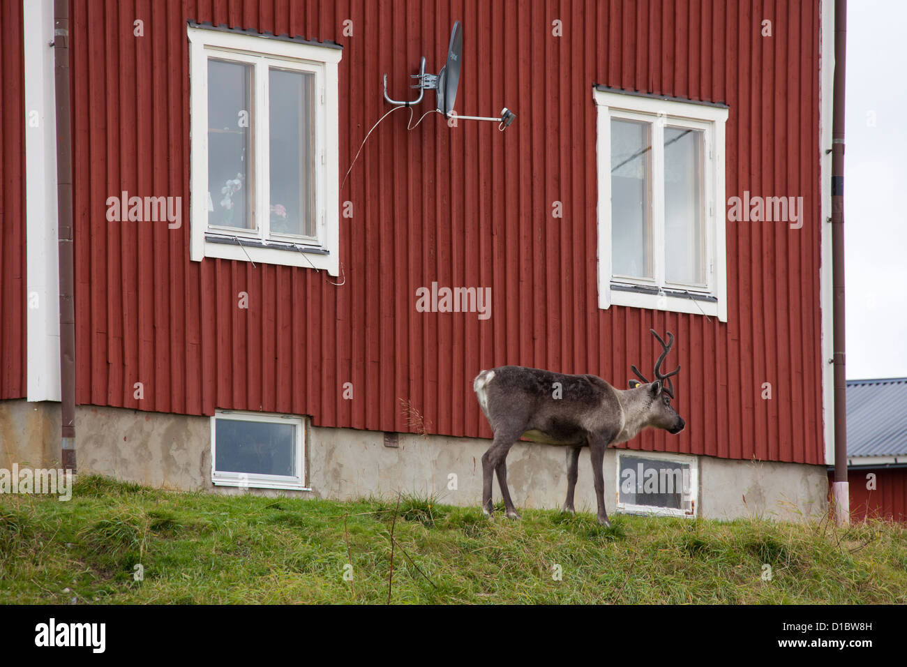 Le renne (Rangifer tarandus) en face de rouge dans village de Laponie, Suède, Scandinavie Banque D'Images