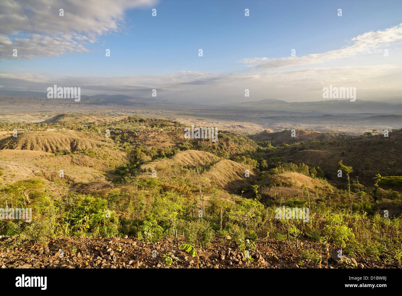 Sur les terrasses de culture sèche sur le territoire de la vallée du Rift, Konso. Le sorgho (mil) de manioc), le tournesol et le soja Banque D'Images Sur les terrasses de culture sèche sur le territoire de la vallée du Rift, Konso. Le sorgho (mil) de manioc), le tournesol et le soja Banque D'Images
