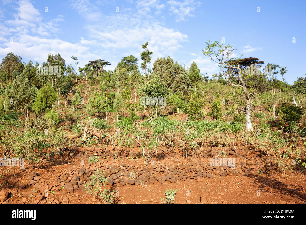 Sur les terrasses de culture sèche sur le territoire de la vallée du Rift, Konso. Le sorgho (mil) de manioc), le tournesol et le soja Banque D'Images Sur les terrasses de culture sèche sur le territoire de la vallée du Rift, Konso. Le sorgho (mil) de manioc), le tournesol et le soja Banque D'Images