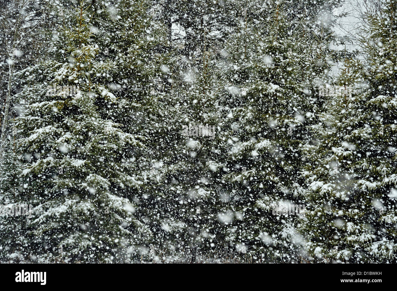 Tempête de neige le jour du Nouvel An, le Grand Sudbury, Ontario, Canada Banque D'Images
