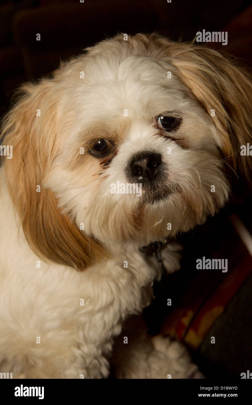 'Teddy', un chien Lhassa Apso veut se tenir. Banque D'Images