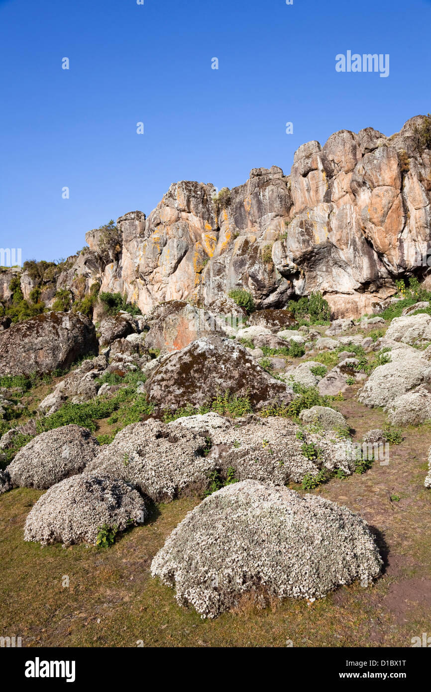 Fleurs, éternelle, dans l'Helichrysum Denka valley, le Parc National des Montagnes de balle, l'Éthiopie, l'Afrique Banque D'Images