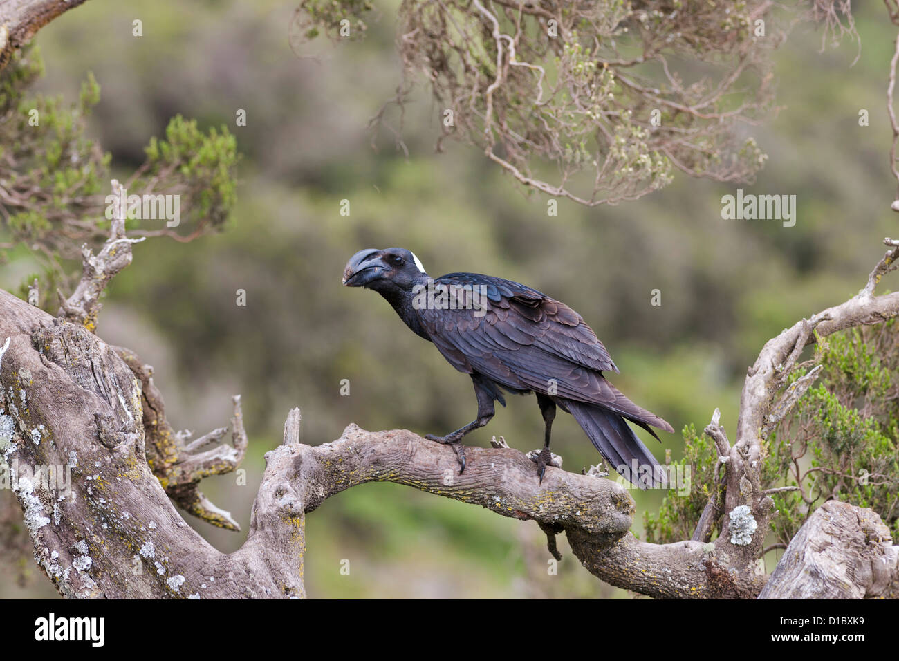 Le corbeau (Corvus crassirostris) dans les régions montagneuses de l'Afrique, Afrique de l'Est, Ethiopie Banque D'Images