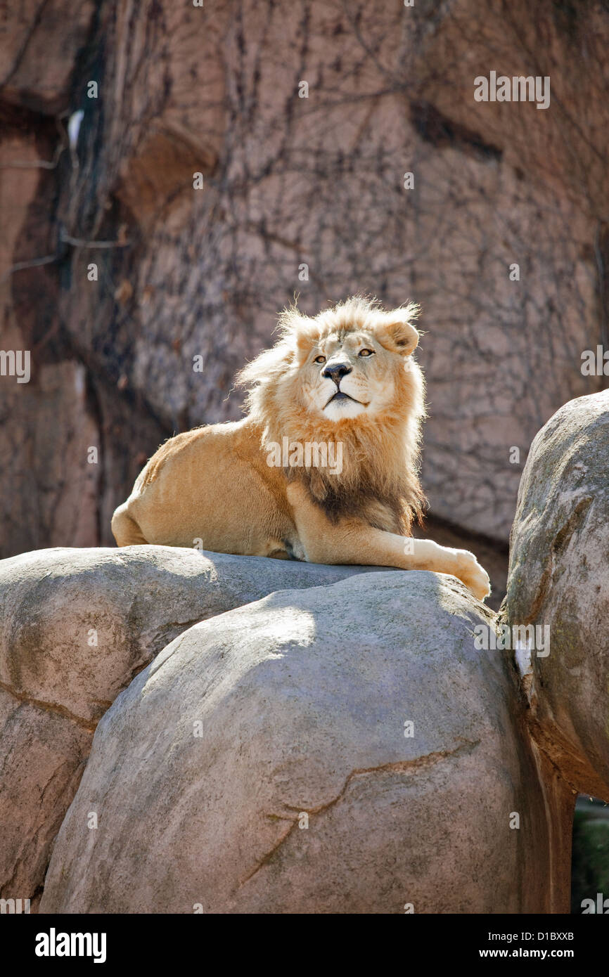 Lion de Lincoln Park Zoo Banque D'Images