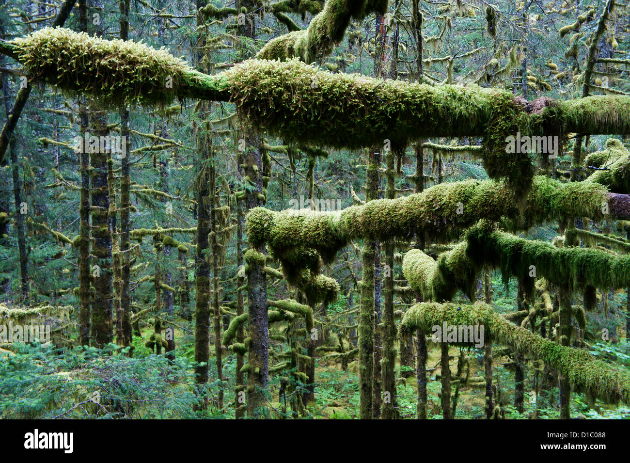 Arbres couverts de mousse, forêt ombrophile tempérée,à Fort Abercrombie, l'île Kodiak, Alaska Banque D'Images