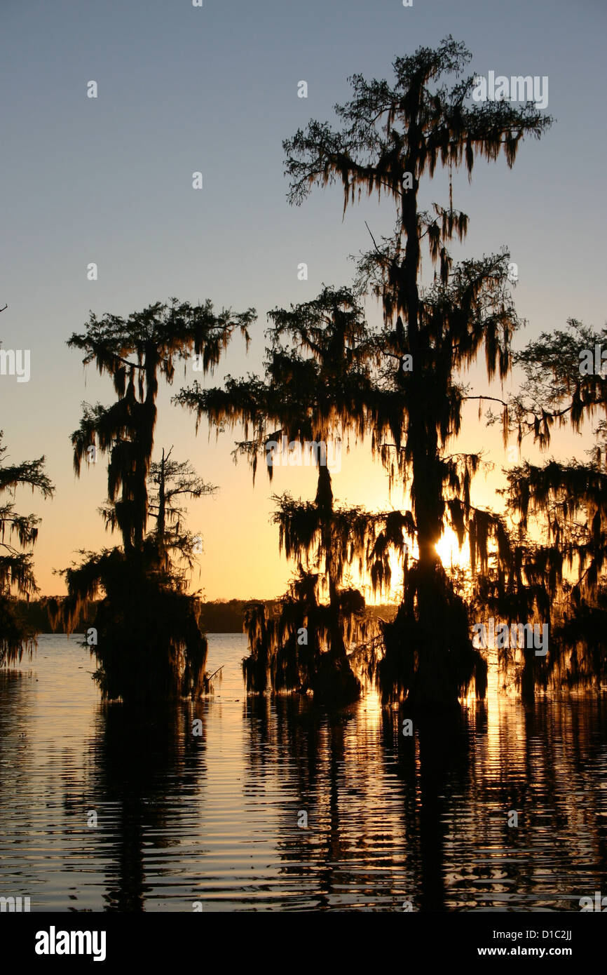 Coucher du soleil au lac Martin marais de cyprès et de la mousse espagnole, Louisiane, Etats-Unis Banque D'Images