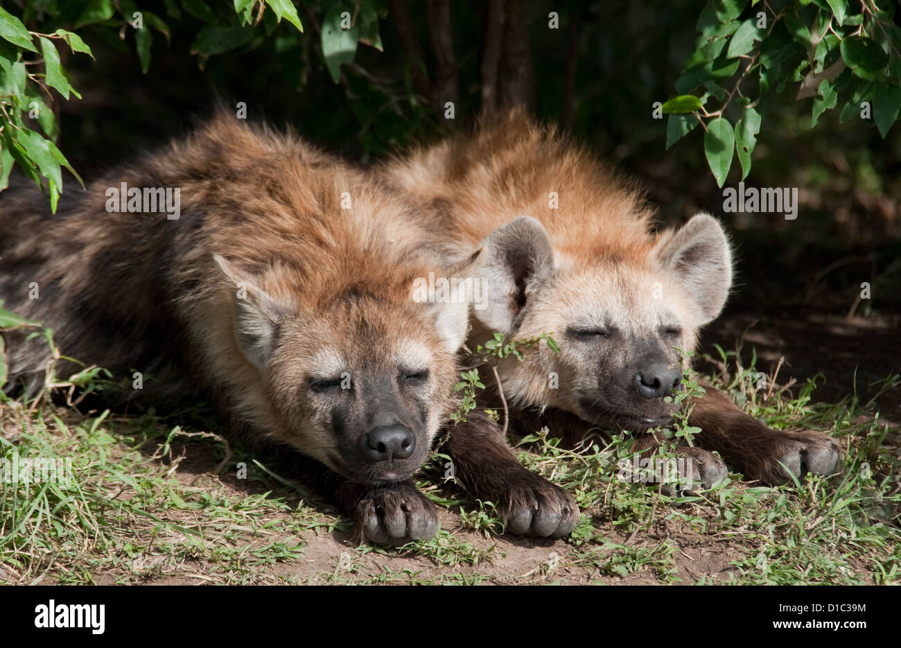 L'hyène tachetée pups couché Banque D'Images