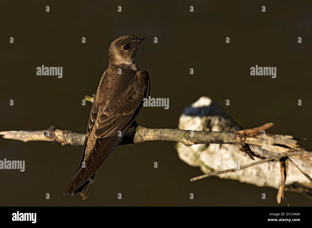 Northern Rough-winged Swallow, Oregon, USA Banque D'Images