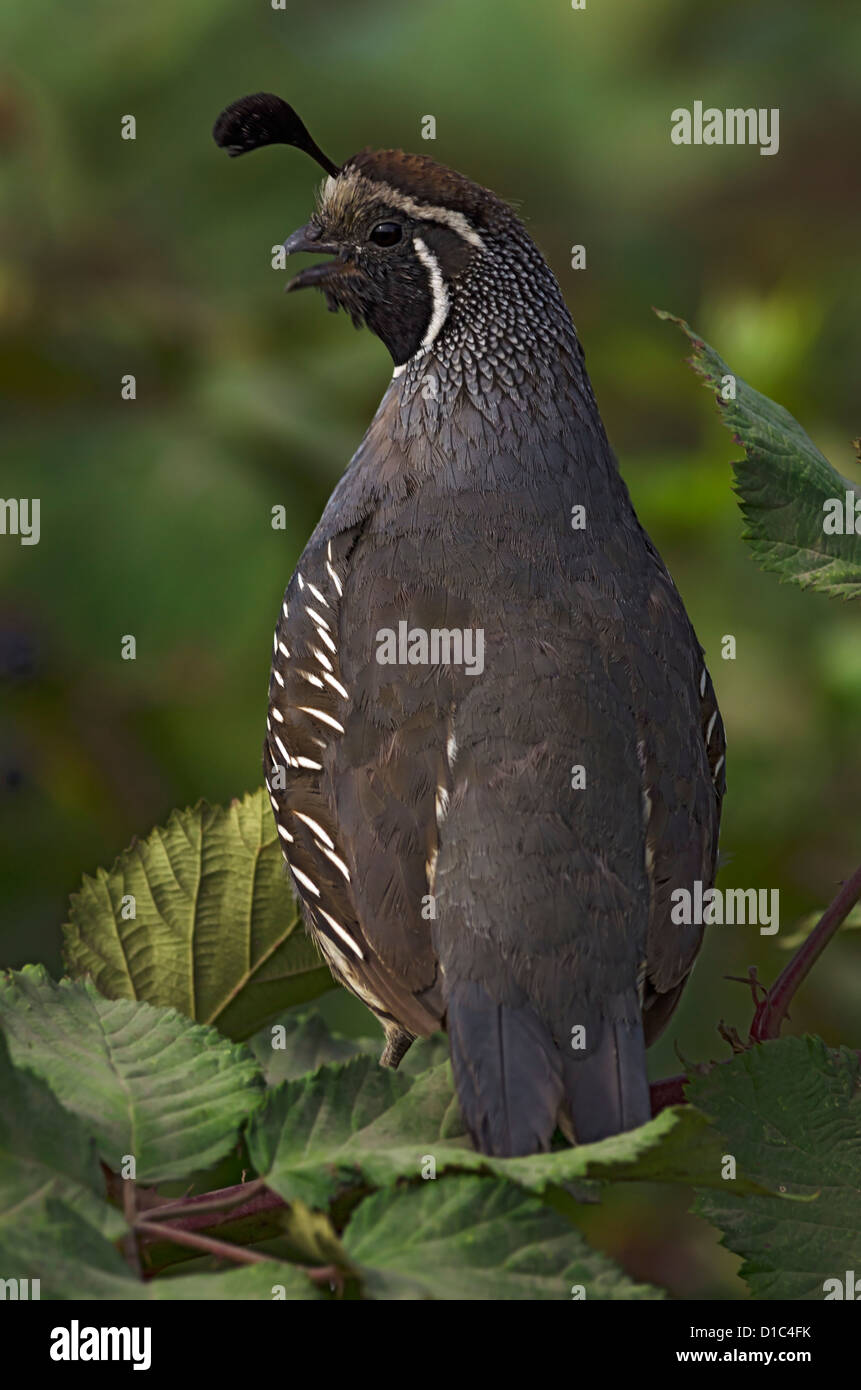 Colin de Californie à Baskett Slough National Wildlife Refuge Banque D'Images