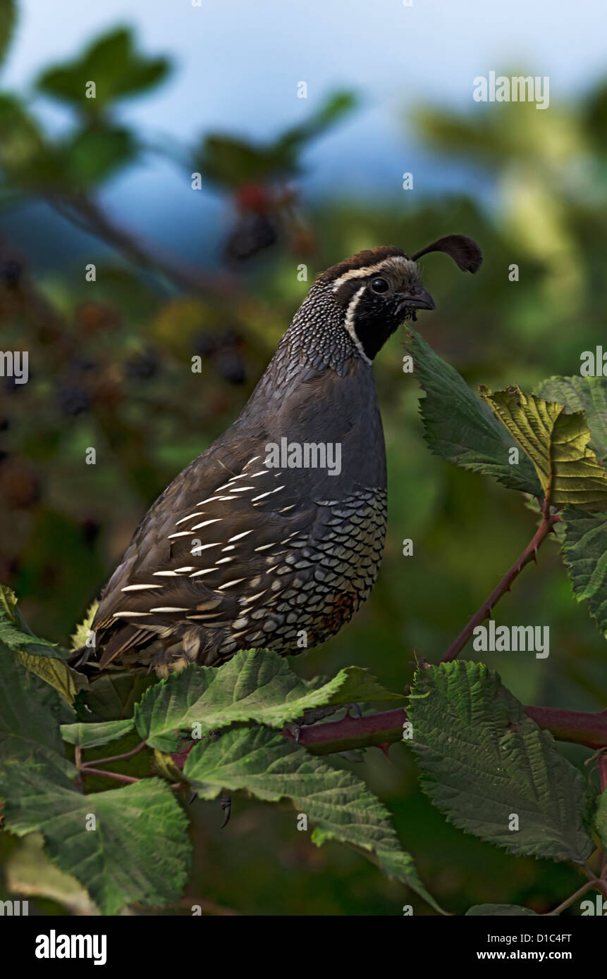 Colin de Californie à Baskett Slough National Wildlife Refuge Banque D'Images