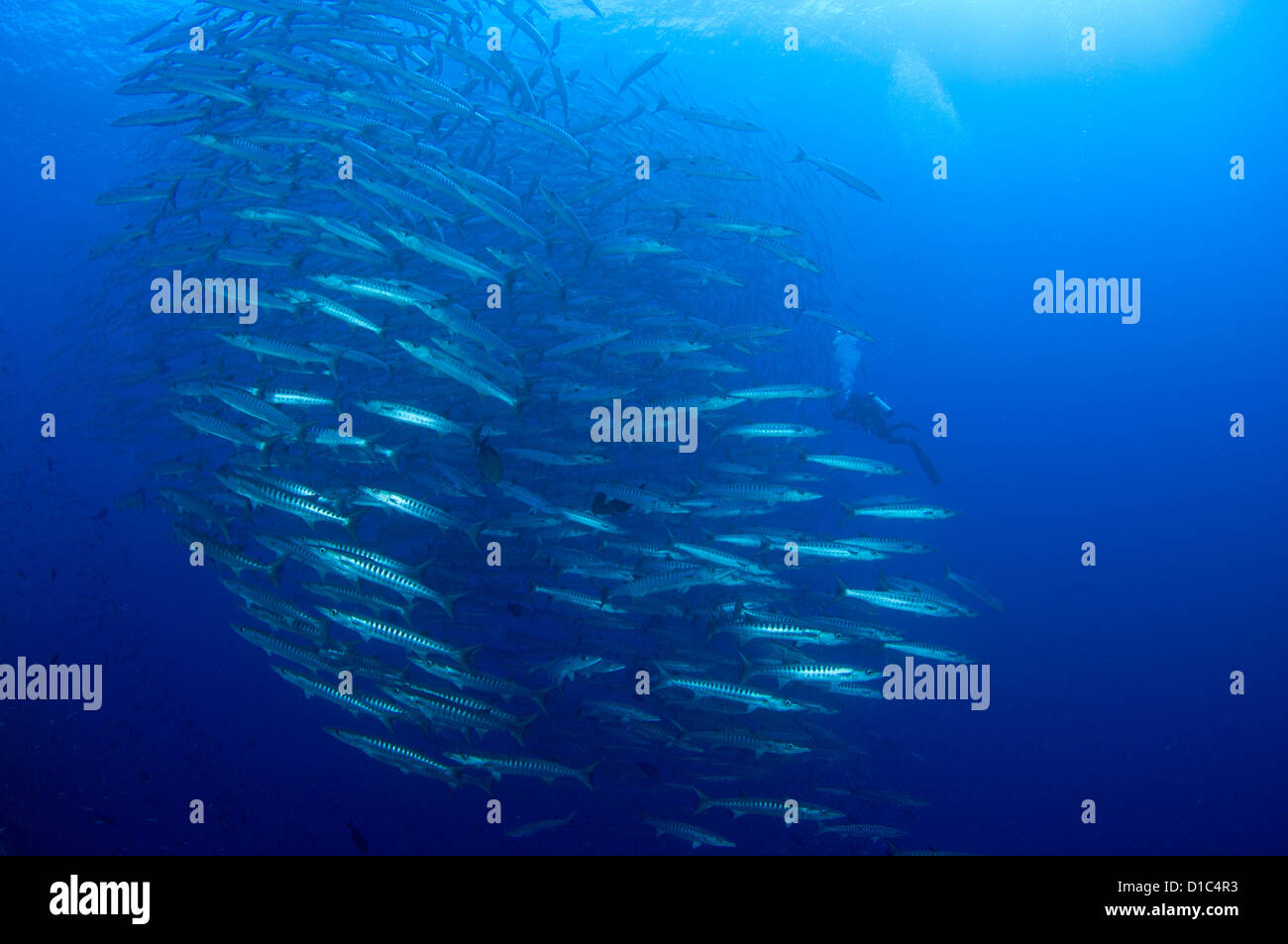 La scolarisation chevron barracuda, Sphyraena qenie, Tifore, île, îles aux épices des Moluques, région, Halmahera, l'Indonésie, l'Océan Pacifique Banque D'Images