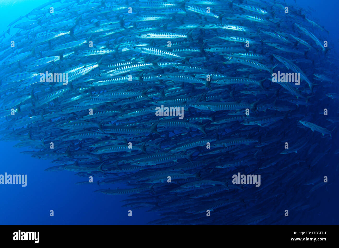 La scolarisation chevron barracuda, Sphyraena qenie, Tifore, île, îles aux épices des Moluques, région, Halmahera, l'Indonésie, l'Océan Pacifique Banque D'Images