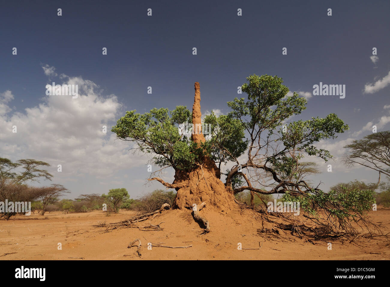 Des nids de termites, tribu Karo, terres de la vallée de la rivière Omo, en Ethiopie, l'Afrique Banque D'Images