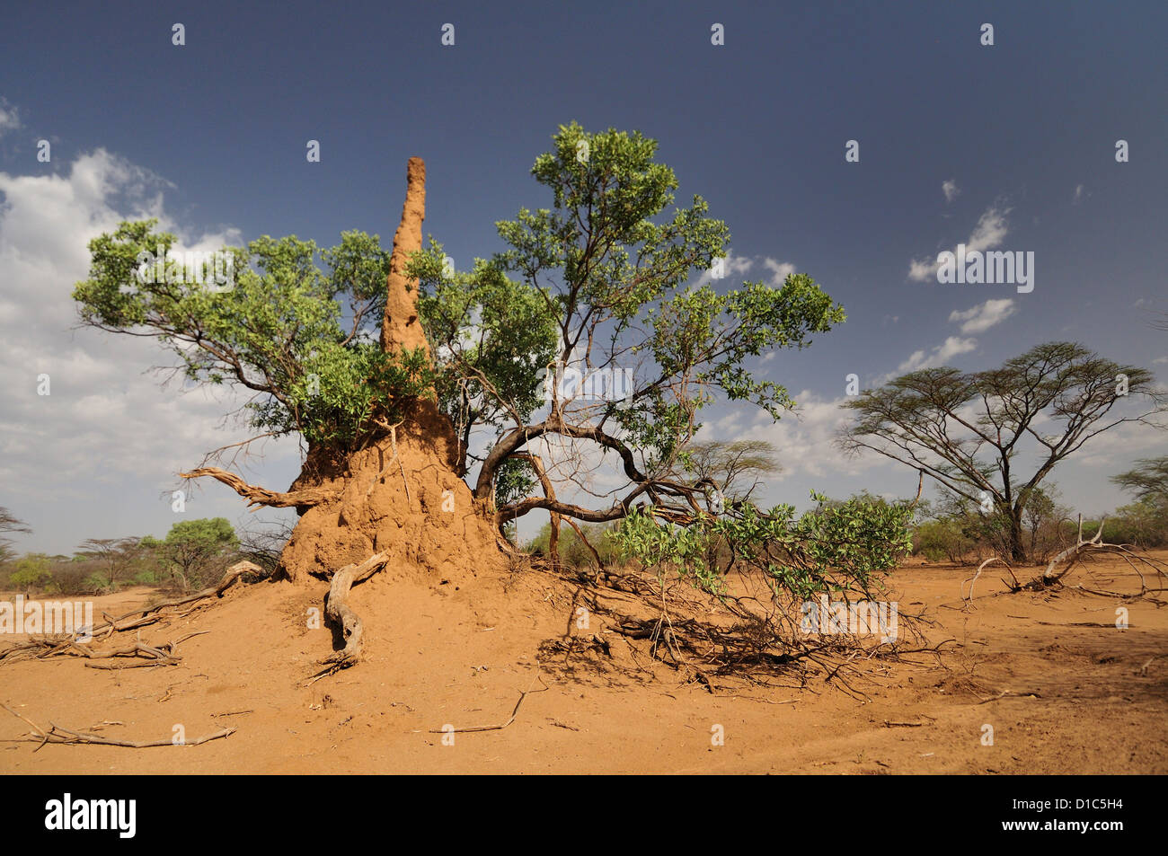 Des nids de termites, tribu Karo, terres de la vallée de la rivière Omo, en Ethiopie, l'Afrique Banque D'Images