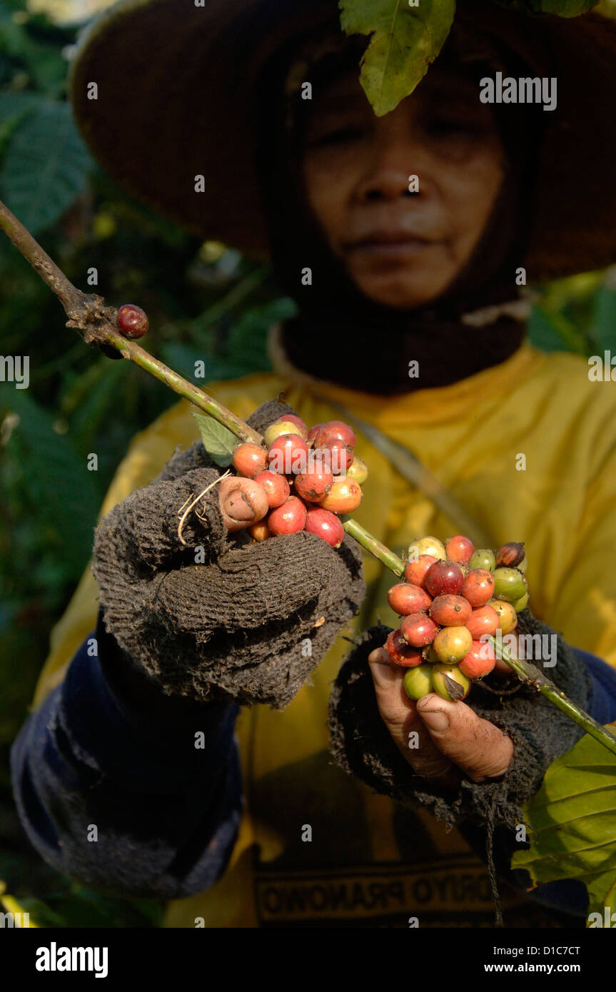 L'exploitation des travailleurs dans les grains de café Yogyakarta, Java Est. Banque D'Images