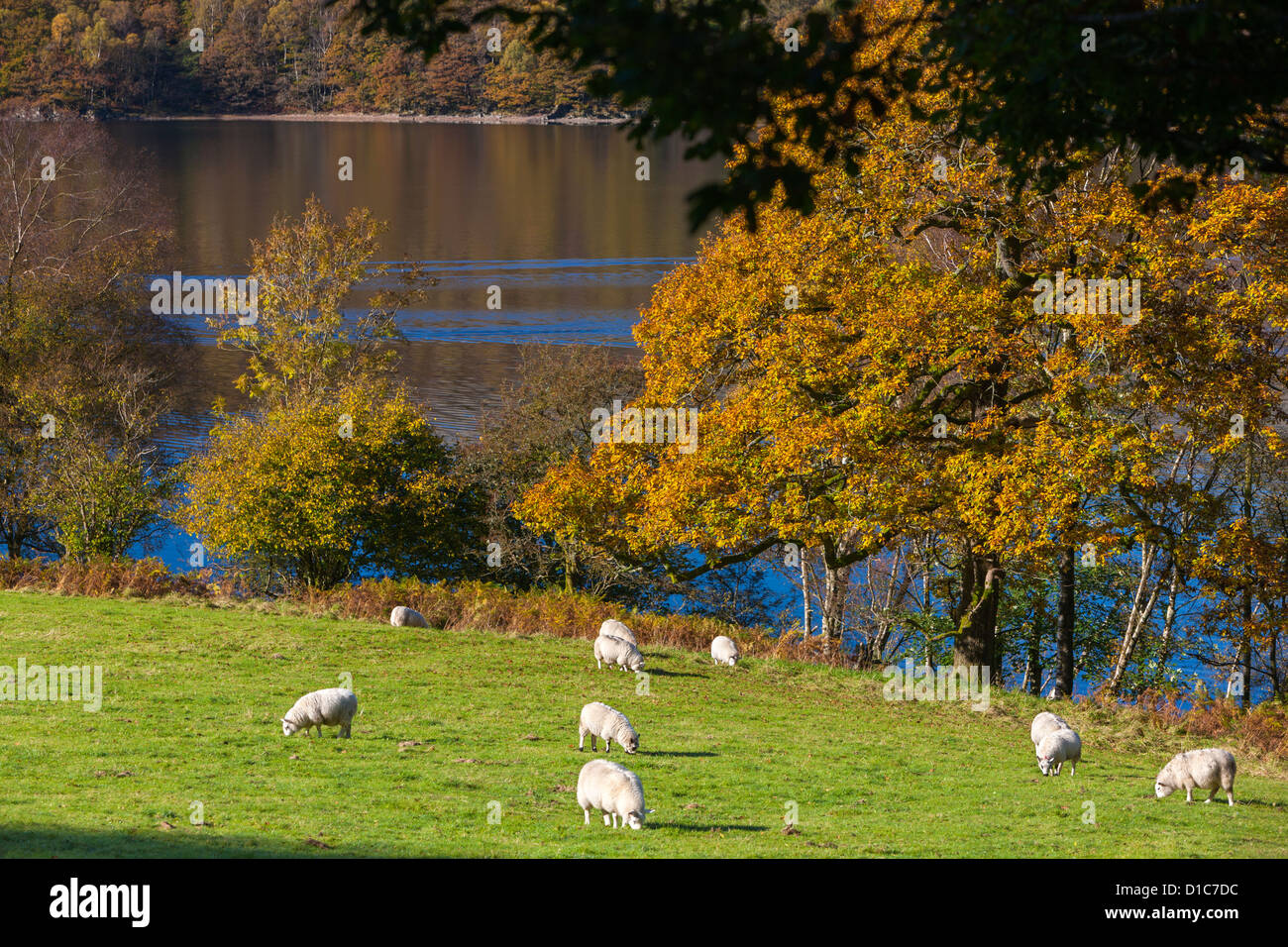 Des moutons paissant sur la rive dans la Coniston Water Lake District National Park. Banque D'Images