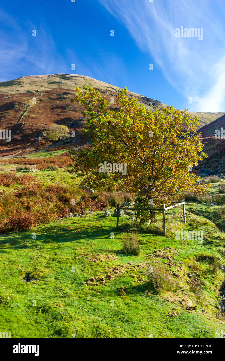 Hartsop Dodd, Parc National de Lake District. Banque D'Images