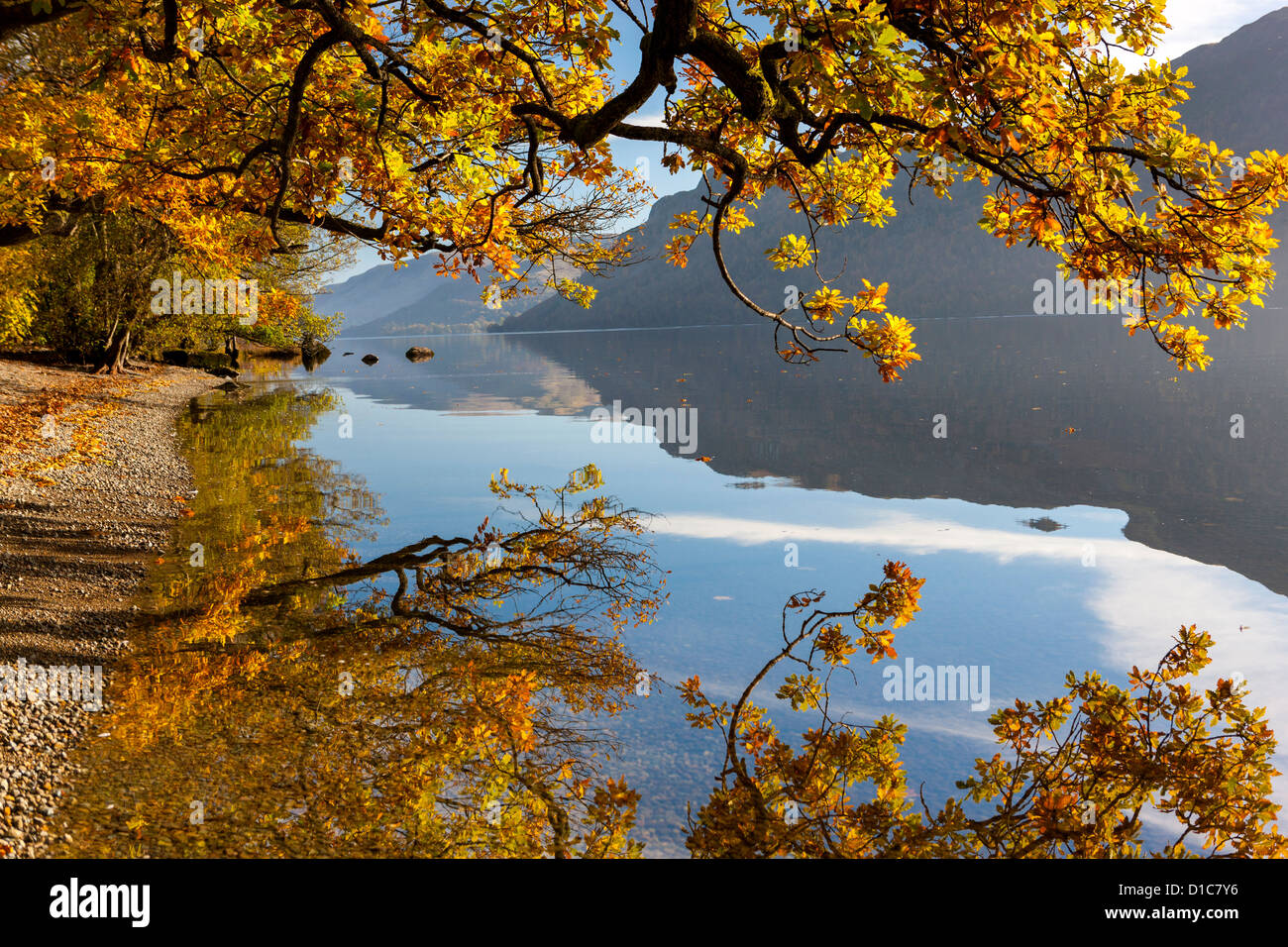 Les arbres d'automne à Ullswater, Parc National de Lake District, Cumbria, Angleterre, Royaume-Uni, Europe. Banque D'Images