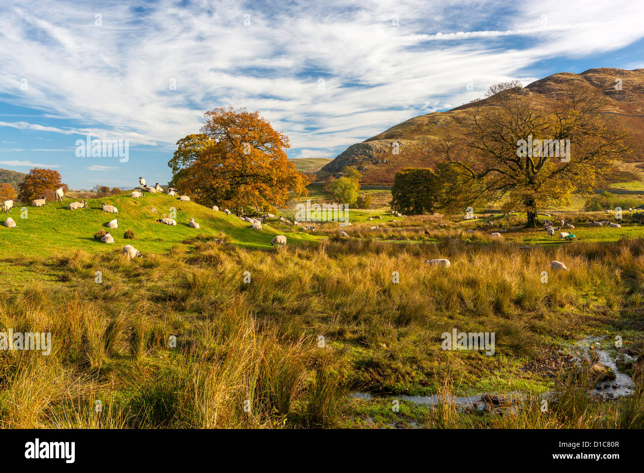 Des moutons paissant dans le Parc National de Lake District. Banque D'Images