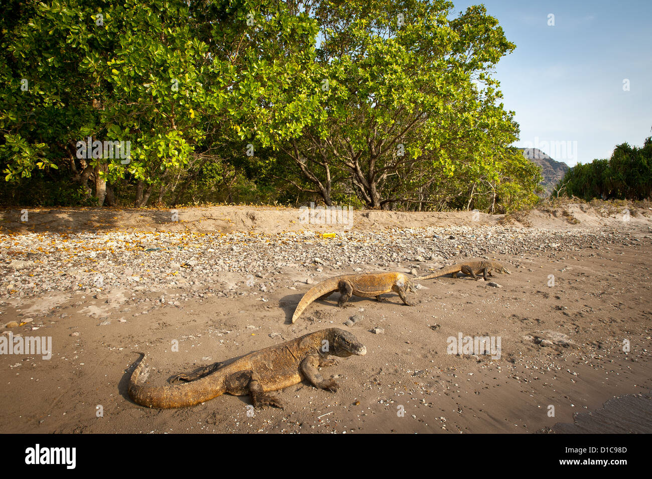 Dragon de Komodo sur la plage de Rincah à Horse Shoe Bay. Pas dans la station forestière, ce lézard est très sauvage ! Banque D'Images