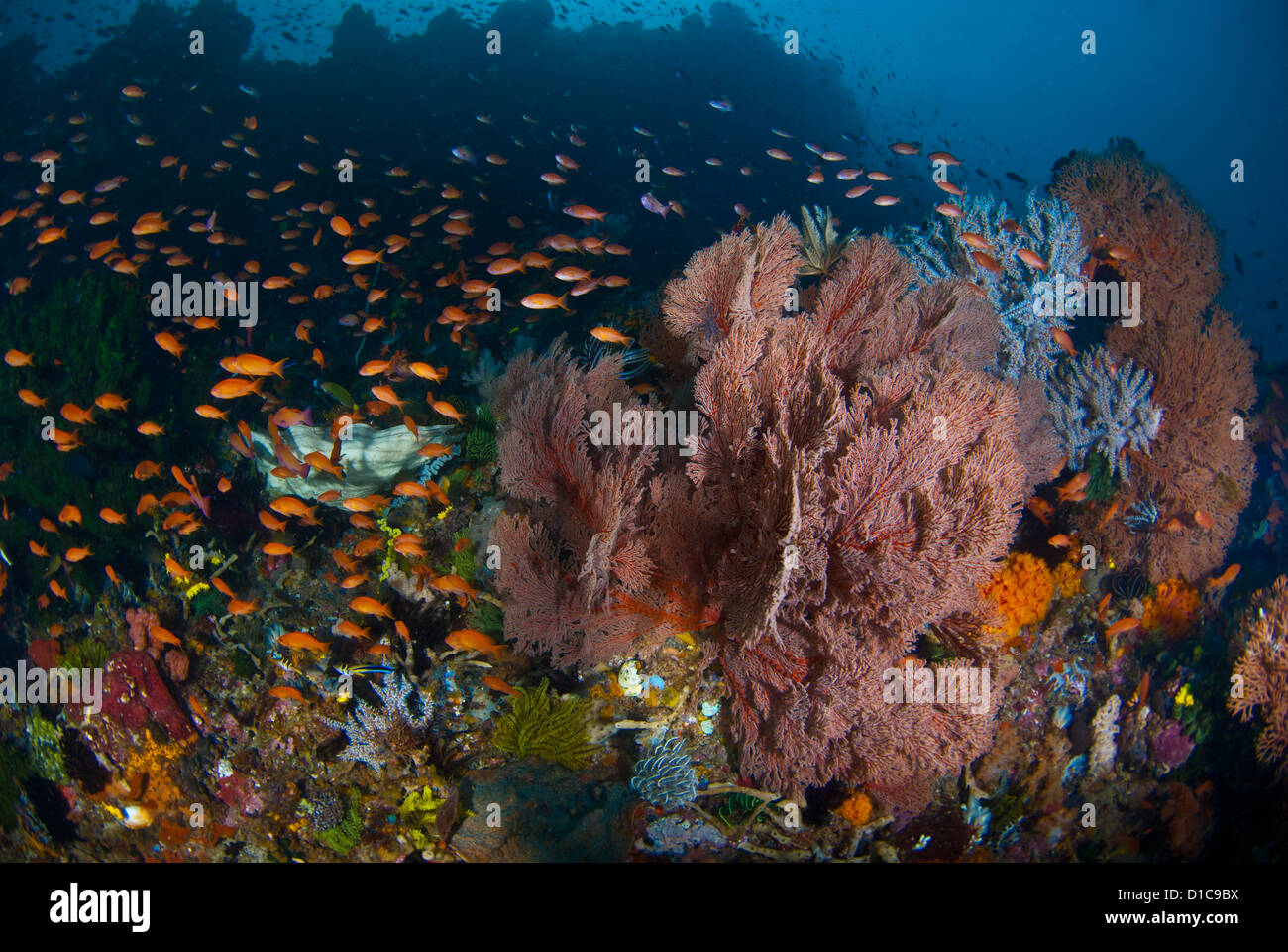 Un récif corallien sain avec ses poissons de corail. L'eau est très claire et agréable et bleu. Le Parc National de Komodo, Indonésie Banque D'Images