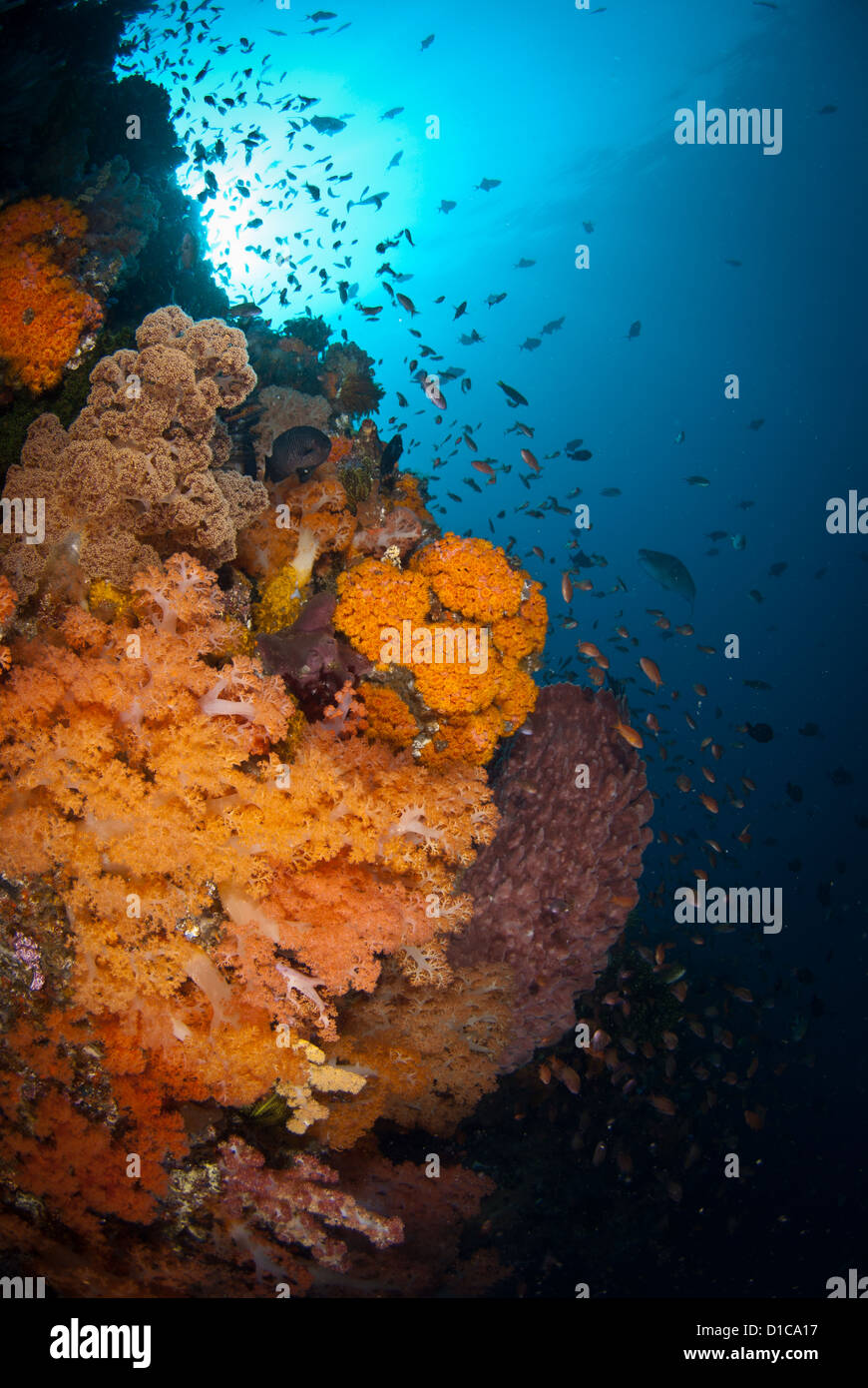 Un récif corallien sain avec ses poissons de corail. L'eau est très claire et agréable et bleu. Le Parc National de Komodo, Indonésie Banque D'Images