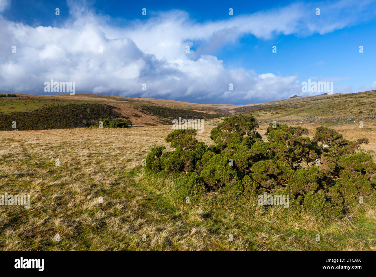 Vallée de la rivière Dart ouest près de deux ponts dans le Parc National de Dartmoor. Banque D'Images