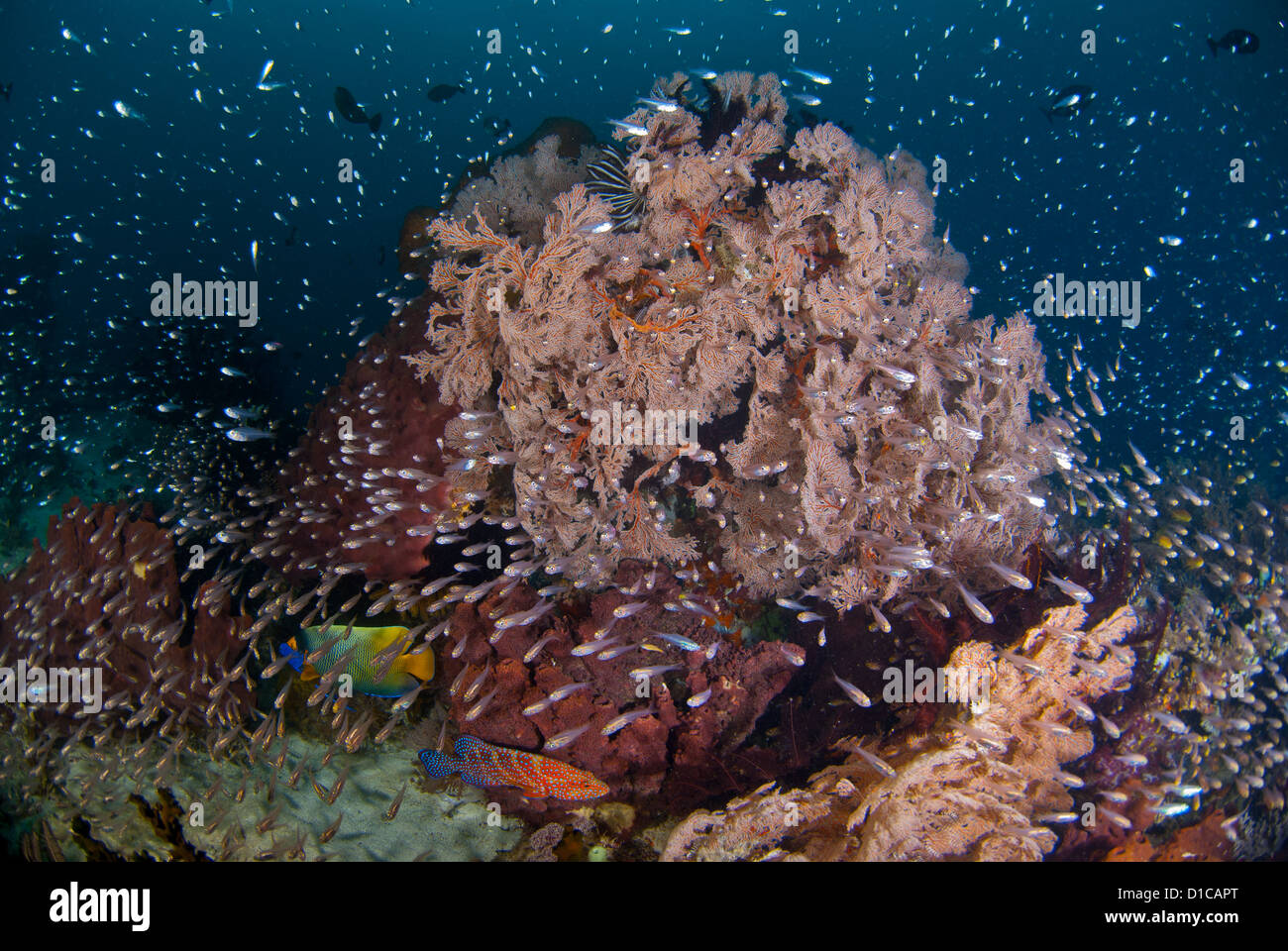 Un récif corallien sain avec ses poissons de corail. Toute la bloc de corail est couvert dans glassfish. Le Parc National de Komodo, Indonésie Banque D'Images