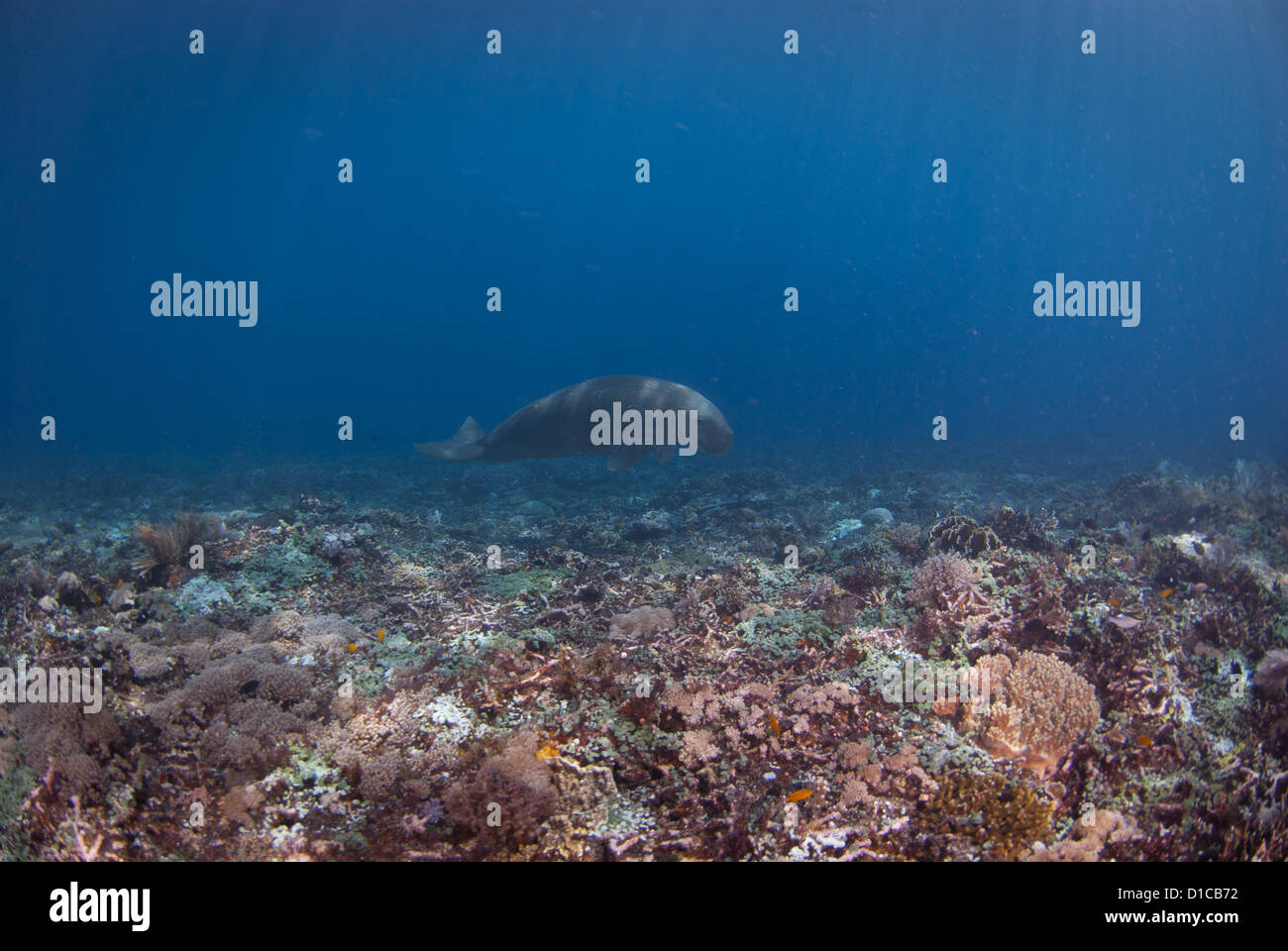 Un très rare rencontre avec un dugong connu aussi sous le nom de seacow. Le parc national de Komodo coral reef Banque D'Images