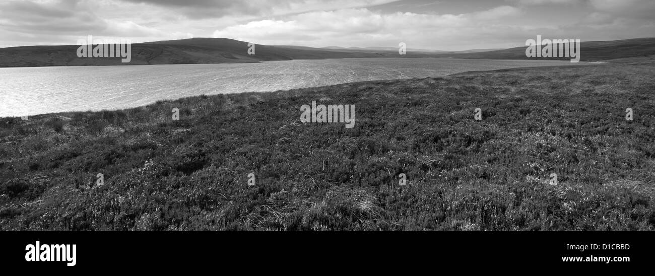 Plus de paysage vert vache réservoir, Maison du Maure Réserve naturelle nationale, la région de Teesdale, comté de Durham, Angleterre, Grande-Bretagne, Royaume-Uni Banque D'Images