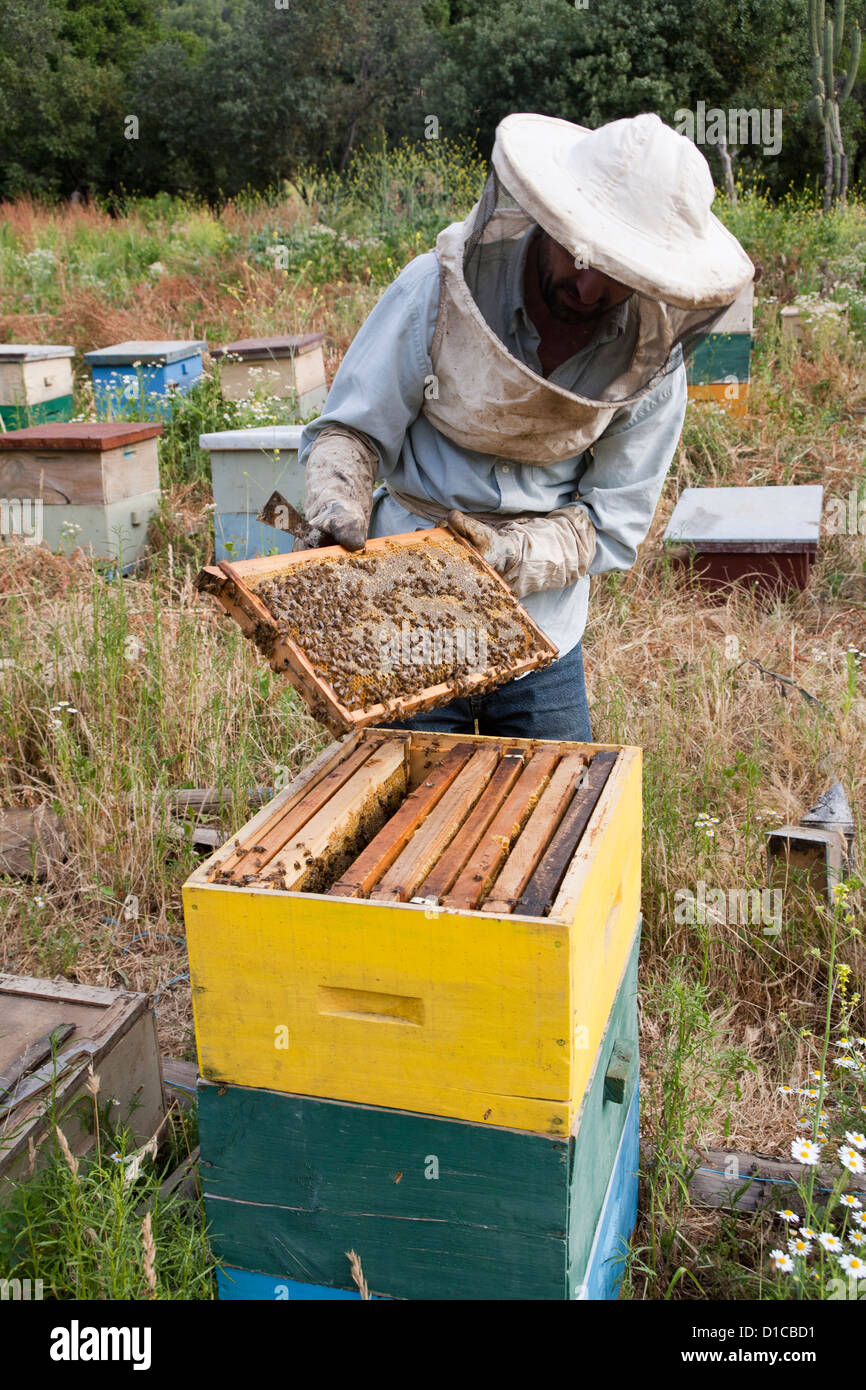 Contrôle de l'apiculteur les abeilles et miel en milieu rural champ ouvert, Chili Banque D'Images