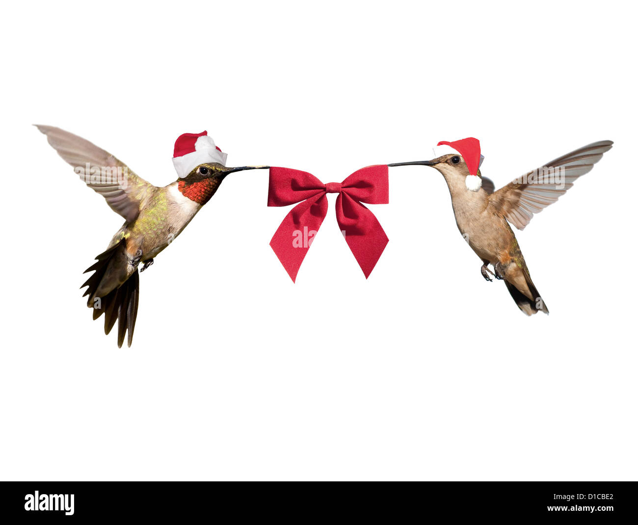 Deux oiseaux-mouches en vol, wearing Santa hats portant un arc rouge ; isolated on white Banque D'Images