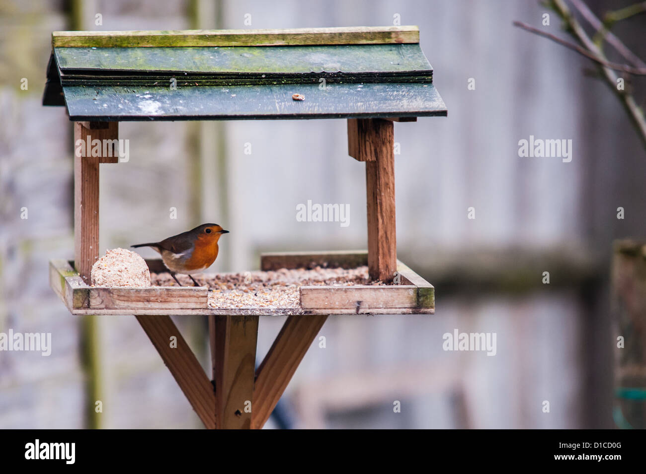 Robin s'assit sur une table d'oiseaux avec boule de suif Banque D'Images Robin s'assit sur une table d'oiseaux avec boule de suif Banque D'Images