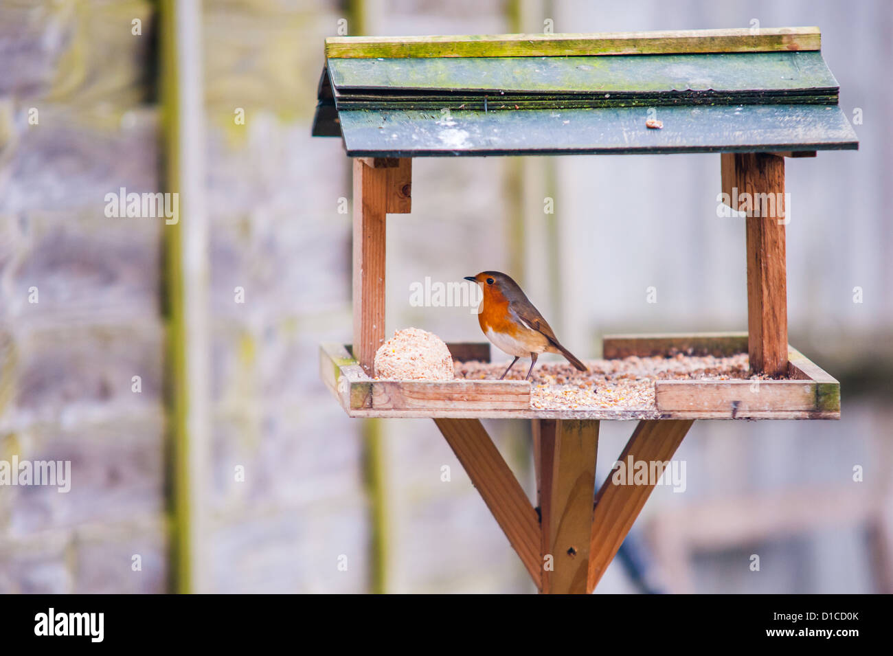 Robin s'assit sur une table d'oiseaux avec boule de suif Banque D'Images Robin s'assit sur une table d'oiseaux avec boule de suif Banque D'Images