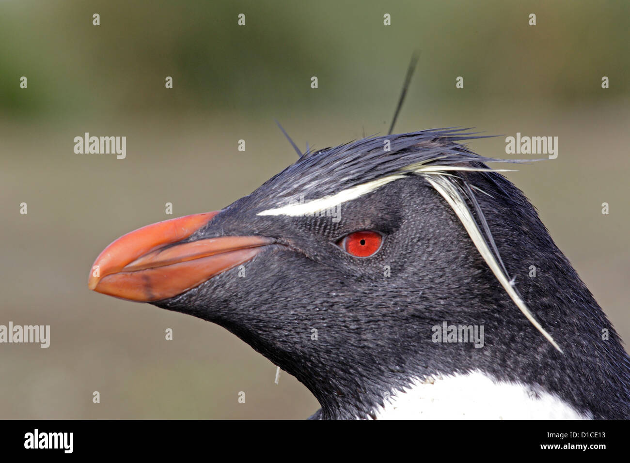 Head shot of a Rockhopper Penguin Banque D'Images
