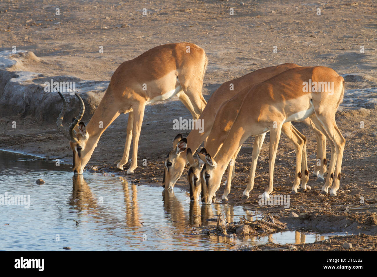 Groupe d'espèces menacées impala à face noire de l'alcool. Banque D'Images
