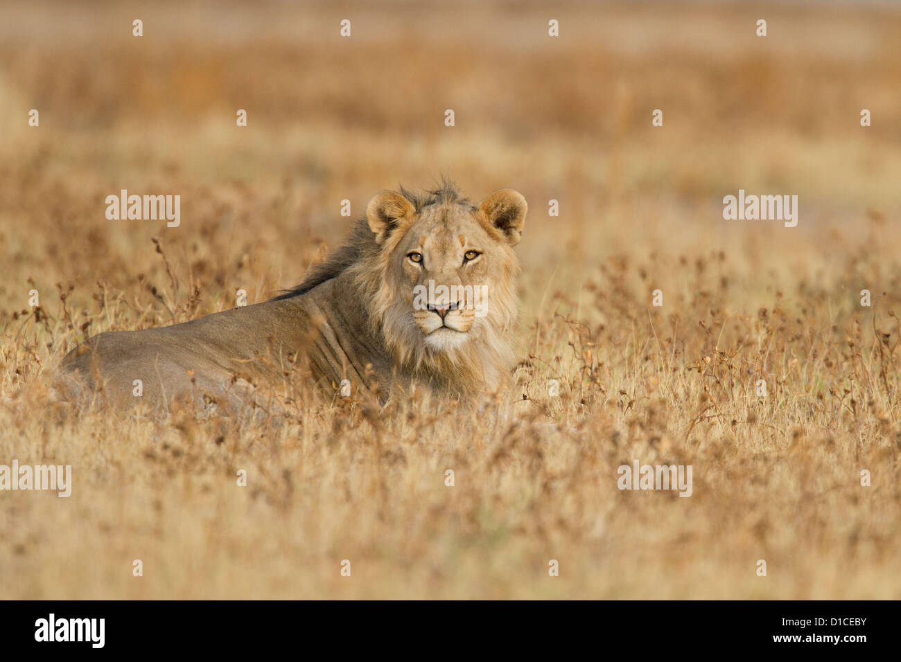 Young male lion dans le parc national d'Etosha en Namibie Banque D'Images
