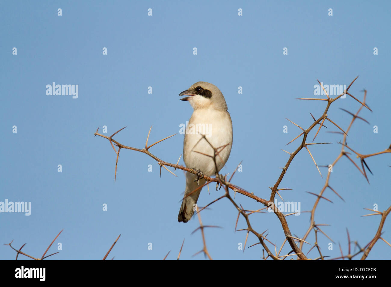 Lesser Grey Shrike Banque D'Images