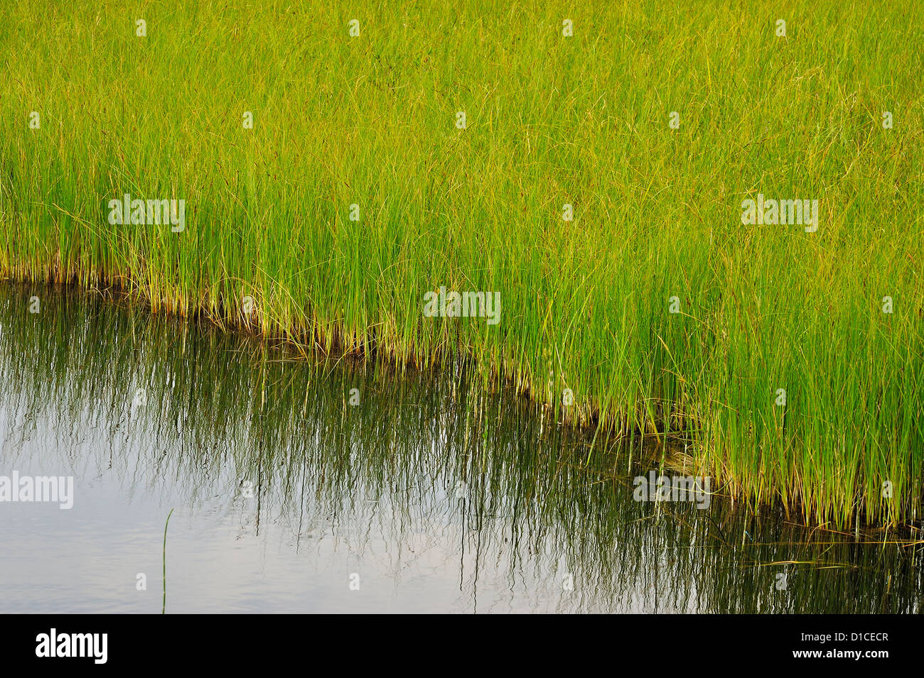 Marais Vert l'herbe pousse dans un paysage rempli d'eau. Banque D'Images